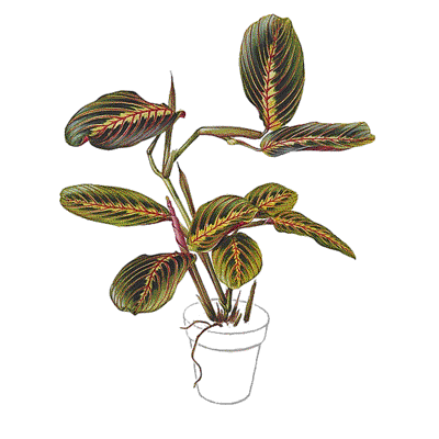 The Prayer Plant