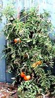 tomato plants