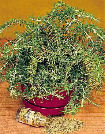 Rosemarinus Officinalis